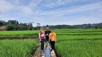 Full Day Cultural Bogor Adventure in Waterfall and Rice field