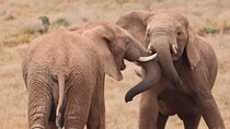 Full-Day Addo Elephant National Park 