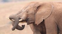 Half-Day Addo Elephant National Park 