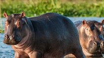 Multi Day Tour in Ruaha National Park
