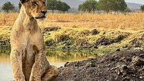 2 Day Adventure in Ruaha National Park