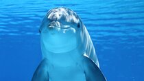 Dolphin Watching Fun for You and Your Kids – Sharm El Sheikh