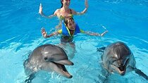 Photo Session with Dolphins Unforgettable And Transfer - Hurghada