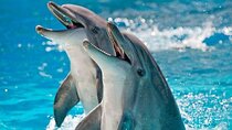 Create Family Memories Watching Dolphins Together Sharm El Sheikh
