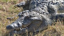 Full Day Chobe Trip with Lunch 