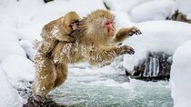 Tokyo to Nagano Private Tour – Jigokudani Snow Monkeys & Zenko‑ji