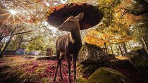 Nara and Uji 1-Day Private Trip(guide optional)