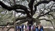 Tea Plantation and Winery Tour in Charleston