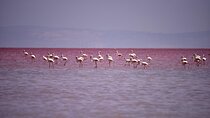 Private Salt Lake Tour