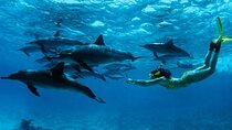 Mnemba Island Snorkeling and Swimming with Dolphin Full Day Trip