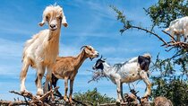 Argan Tree-Climbing Goats Morning Tour From Agadir