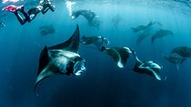 Snorkeling in Nusa Penida with Mantas and Kelingking Trip