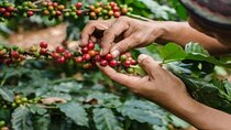 Coffee Farm Tour (Fairview)
