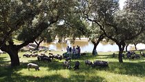 2 Day Ham Route Tour in Jerez de los Caballeros and Extremadura