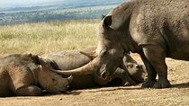 Nairobi National Park Group Joining Game Drive