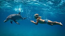Dolphin House Reef Snorkeling Trip With Transport – Marsa Alam