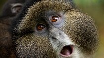 One Day Golden Monkeys Trekking and Iby'iwacu Cultural Village 