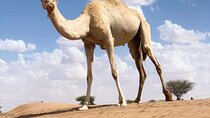 2 Days Wadi Bani Khliad and Wahiba Desert Overnight private Tour 
