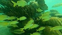 Cenote & Turtles Swim Tour! Reef Adventure from Playa del Carmen