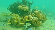 Turtles Encounter Akumal! Small group from Playa del Carmen 