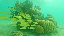Turtles & Cenote! Half Day from Riviera Maya & Playa del Carmen