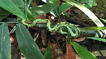 Sinharaja Rain Forest Day Tour From Colombo