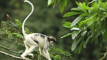 Sinharaja Rainforest Private Day Tour from Galle