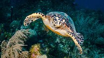 Private Abu Dabbab Snorkeling Sea Trip With Transfer - Marsa Alam