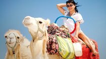 Camel Ride For One Hour Adventure with Transfer - Sharm El Sheikh