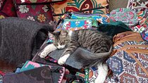 Multi Day Tour Through the Desert and Cities of Uzbekistan