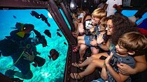 Explore Adventure Semi Submarine Sea Trip - Sharm El Sheikh