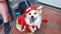 Howl O Ween Doggy Costume Party Cruise