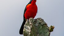 7 Days Uganda Birding and Wildlife 