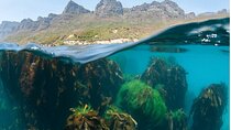 Animal Ocean Safaris