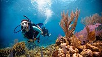 Discover Scuba Diving Adventures in Jumeirah Dubai