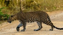 Yala National Park - Full Day Safari (04:30 am - 06:00 pm)