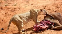 Best of 7 Days Magical Kenya Safari