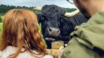 Hairy Coos & Highland Views: A Short Day Escape from Edinburgh
