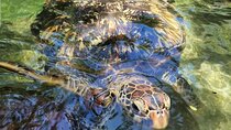 Private Tour Aquarium Nungwi and Kendwa beach with Clear kayak