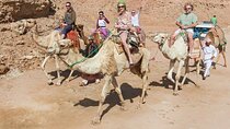 One-Hour Desert Camel Trek with Round-Trip Transfers - Hurghada