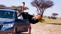 Budget Erg Chigaga Safari One Night.