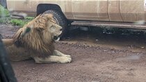  3-Day Safari to Ngorongoro, Tarangire & Lake Manyara NP