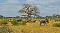 Chobe Full Day Safari and Boma Dinner from Victoria Falls