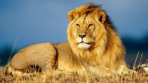 Full Day Chobe Safari from Livingstone