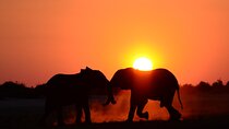 Full Day Chobe Safari Inc Transfers Game Drive Boat Cruise