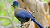 St. Lucia Birdwatching Tour from Durban