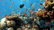 Semi-Submarine Sea Trip with Transfer - Sharm El Sheikh