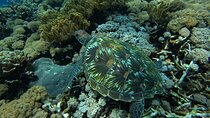 Private Manta Snorkeling Trips from Nusa Lembongan 
