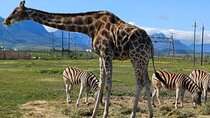 Giraffe House Cheetah Encounter and Wine Tasting Private Tour