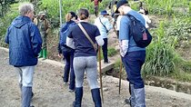 1 Day Rwanda Gorilla Trekking Tour